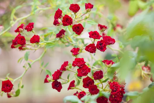 Belles Roses Rouges Buisson Roses Rouges Dans Jardin Fond Floral — Photo