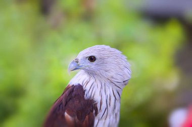Kırmızı - kuyruklu şahin profil portresi kapatın