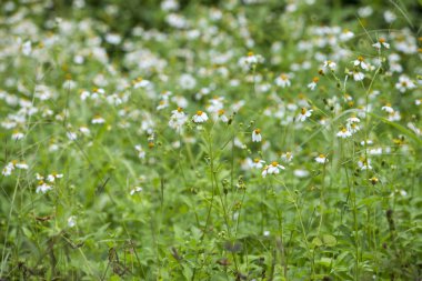 Papatya çiçek alan. Papatya alanında. Yeşil bitkilerin bir arka plan üzerinde beyaz çiçekler
