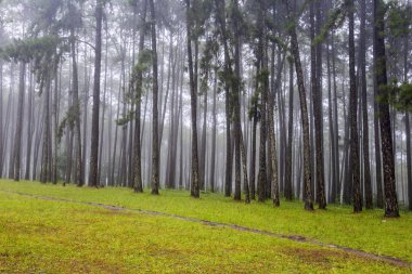 Bahçe Suan oğlu Bo Kaew Chiangmai, çam ağaçlarının sabah sisli çevre ile