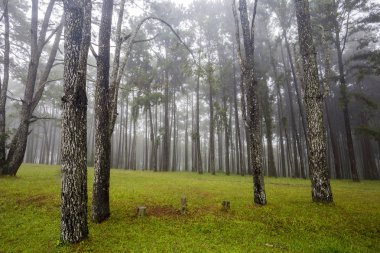 Bahçe Suan oğlu Bo Kaew Chiangmai, çam ağaçlarının sabah sisli çevre ile