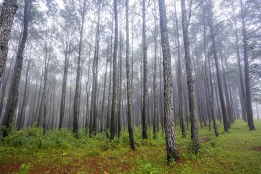 Bahçe Suan oğlu Bo Kaew Chiangmai, çam ağaçlarının sabah sisli çevre ile
