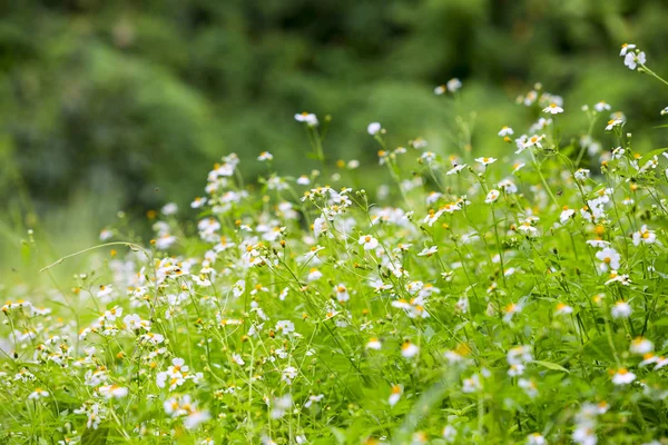デイジーの花のフィールド フィールドのカモミール 緑の植物の背景に白い花 — ストック写真