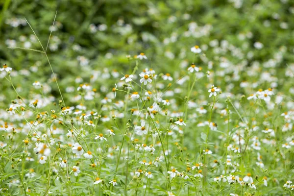 Field Daisy Flowers Chamomile Field White Flowers Background Green Plants — Stock Photo, Image