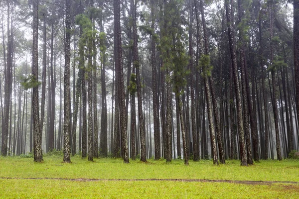 Giardino Pini Suan Son Kaew Chiangmai Con Ambiente Nebbioso Mattino — Foto Stock