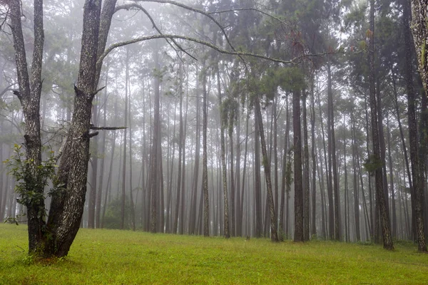 Jardim Pinheiros Suan Son Kaew Chiangmai Com Ambiente Nebuloso Pela — Fotografia de Stock