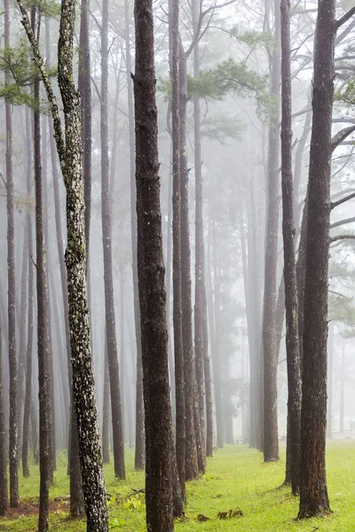 Garden Pine Trees Suan Son Kaew Chiangmai Foggy Environment Morning — Stock Photo, Image