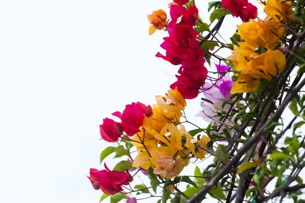 Bougainvillea virág. — Stock Fotó