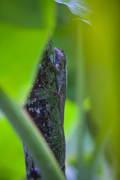 Veiled chameleon ( Bronchocela jubata) on habitat, close-up phot