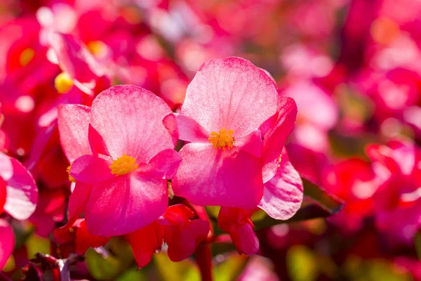 Begonia flower closeup — Stock Photo, Image