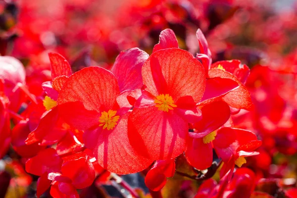Begónia virág Polárszűrő — Stock Fotó