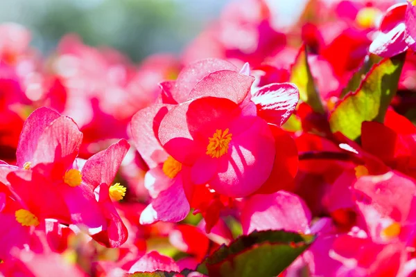 Begonia flower closeup — Stock Photo, Image