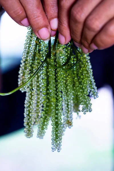 Bunch Seaweed Fresh Food Beneficial Life — Stock Photo, Image