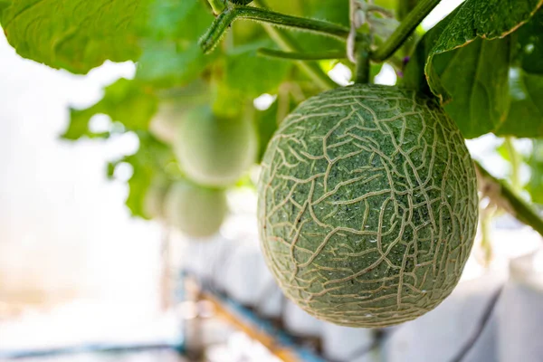 Fresh melons or green melons or cantaloupe melons plants growing in greenhouse supported by string melon nets.