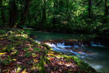 Peyzaj Şelalesi Bok Khorani. Yağmur mevsiminde renkli orman, yağmur mevsiminde renkli orman yağmur mevsiminde su yağar zümrüt su deresi