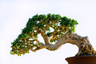 Beyaz arka planlı Bonsai ağacı manzaralı. Bonsai serisinin bir parçası..