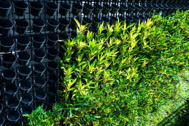 Duvarda bitki örtüsü olan yeşil yapraklar. Yemyeşil renkli bitki duvarı. Yeşil yaprak dokusu. Taze veya arkaplan kavramı için kullanılır.