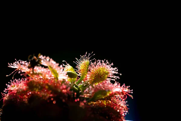 Fleischfressende Pflanze Moor Natürliche Umgebung Drosera Anglica Englischer Sonnentau Oder — Stockfoto