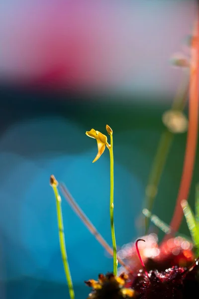 Fleischfressende Pflanze Moor Natürliche Umgebung Drosera Anglica Englischer Sonnentau Oder — Stockfoto