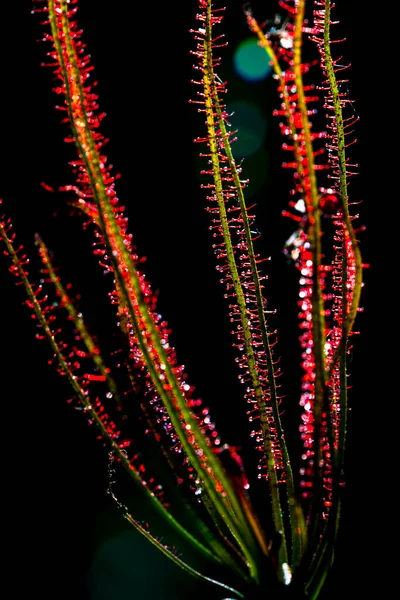 Böceksi Bitki Drosera Böcekleri Yakalamak Için Yapışkan Damlalarını Gösteriyor Yeşil — Stok fotoğraf