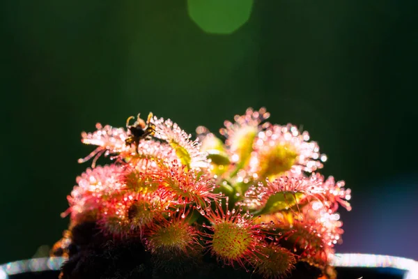 Fleischfressende Pflanze Moor Natürliche Umgebung Drosera Anglica Englischer Sonnentau Oder — Stockfoto