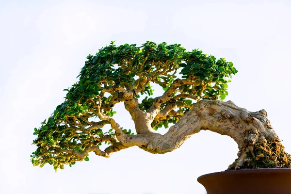 Beyaz arka planlı Bonsai ağacı manzaralı. Bonsai serisinin bir parçası..