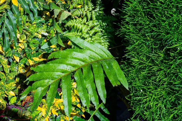 壁には植生の緑がいっぱいです 緑の木の壁を閉じるテクスチャの背景パターン — ストック写真