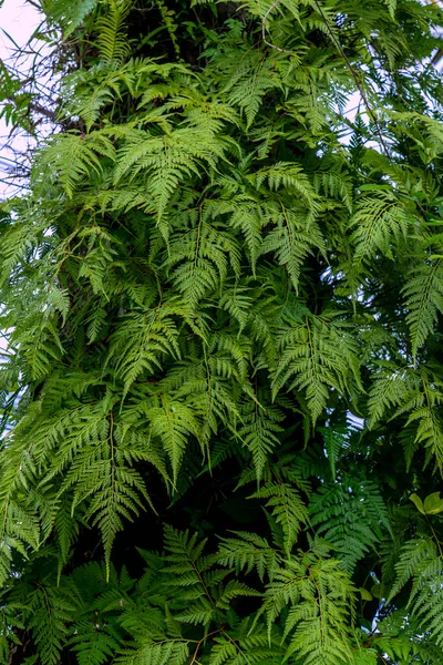 完璧な自然なシダのパターン 若い緑のシダの葉で作られた美しい背景 — ストック写真