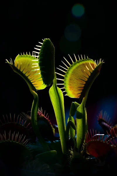 Vénus Flytrap Plantes Avec Des Feuilles Vertes Rouges Dragon Rouge Image En Vente