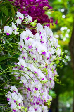 Pembe ve beyaz dendrobium orkidesi. Ev bitkisi taze ve renkli saksıda yetişir. Vignetting köşesi.