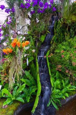 Bahçede şelale, orkide bahçesi. Güzel çiçek bahçesi. Güzel bahçe. 