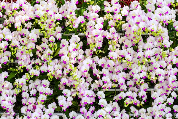 Pink Orchids Dendrobium Blooming Nature Garden Outdoor Background — Stock Photo, Image