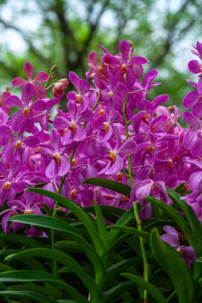 Schöne Orchideen Blühen Der Natur Tropischen Garten Nahaufnahme Rosa Weiß — Stockfoto