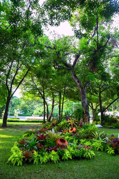 Tayland Güzel Bir Orkide Bahçesi — Stok fotoğraf