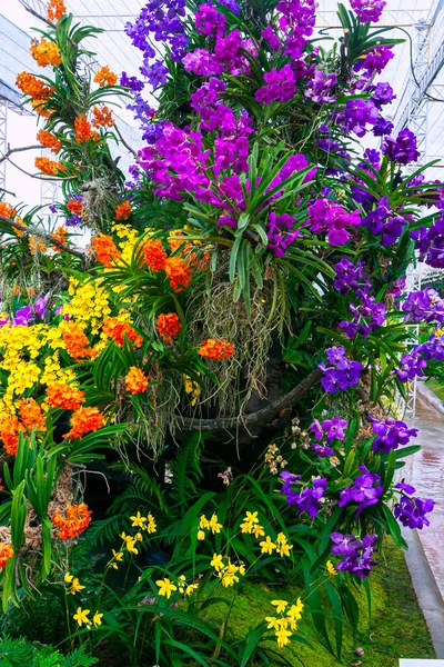 Výstřel Krásné Orchidej Zahrady Thajsku — Stock fotografie