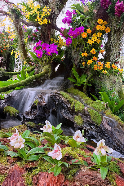 Waterfall in garden,Orchid garden. Beautiful flower garden. beautiful garden. 