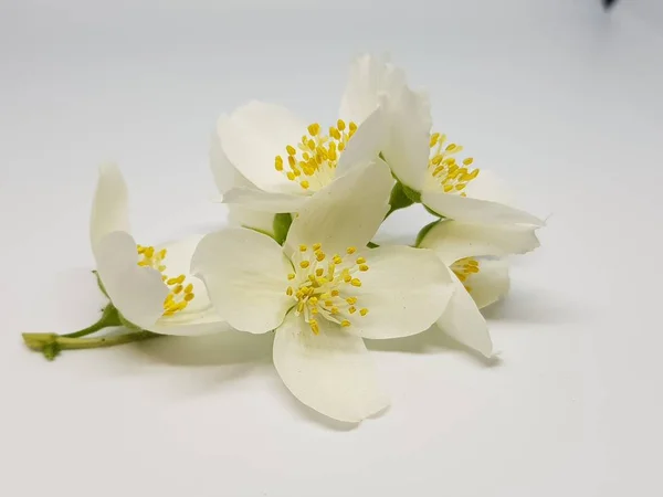 Bella Fioritura Ramoscello Profumato Fiore Gelsomino Uno Sfondo Bianco — Foto Stock