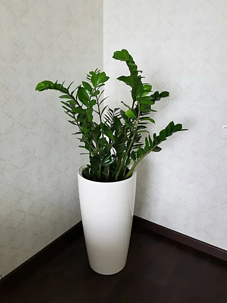 Decorating the space in the corner of the room, made a large green flower zamiokulkas in a white modern pot with automatic irrigation