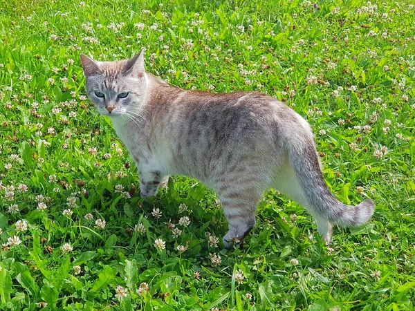 Kedi çimenlerin üzerinde koşar. Evcil kedi serbestçe bahçede yürür, onun sahip atlar.