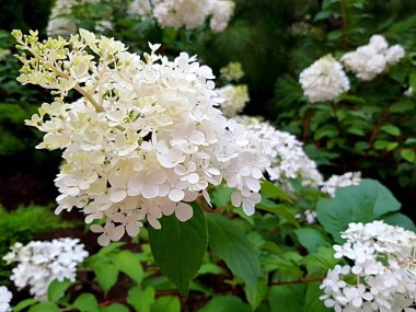 Birçok çiçeklenme büyük beyaz çiçek. Bir çiçek bahçesinde bir yaz gününde büyük beyaz çiçeklenme görünümü.