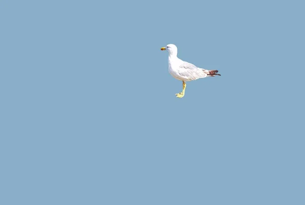 Mouette Isolée Sur Fond Bleu Mouette Oiseaux Marins Isolée Sur — Photo