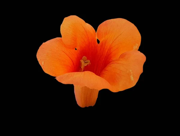orange flower isolated on black background. Blooming orange flower bud on black isolated background.