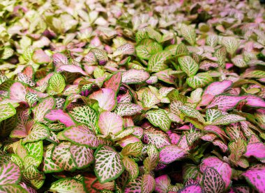 Dekoratif ev bitkisi. Yeşil-pembe yapraklı dekoratif bir çiçek manzarası.