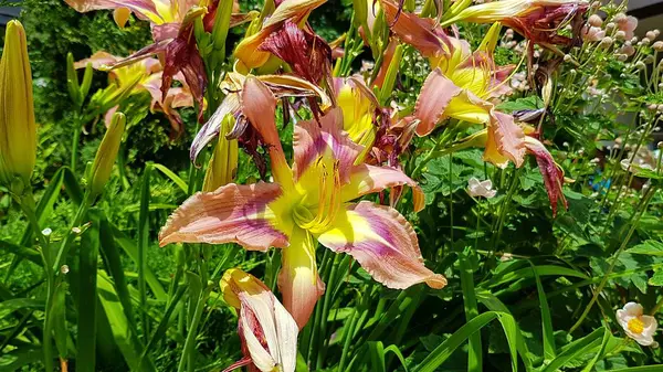 Fiori Sbiaditi Nel Giardino Fiorito Fiori Sbiaditi Che Prima Deliziavano — Foto Stock