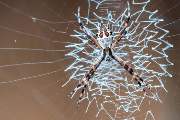 Tisserand araignée préparant ses œufs dans sa toile, macro photographie — Photo