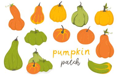 Kabak seti elemanları sonbahar koleksiyonu farklı sebze kabakor acı tatlı vektör illüstrasyon ile tasarım. Yeşil, turuncu ve sarı semboller