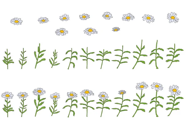 Çeşitli çeşitlerde papatya çayı. Beyaz arkaplanda tasarım için çizim..
