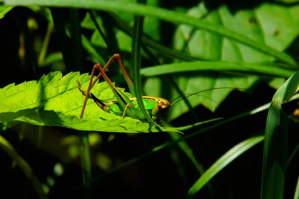 Locust Brandnetel Leaf Buurt Van — Stockfoto