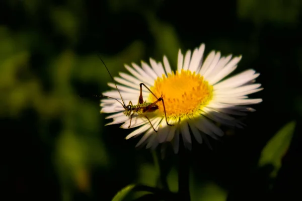 Kleine Krekels Een Kamille Bloem — Stockfoto