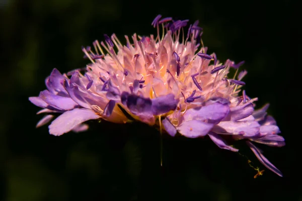 Flor Scabiosa Claro Bosque — Foto de Stock